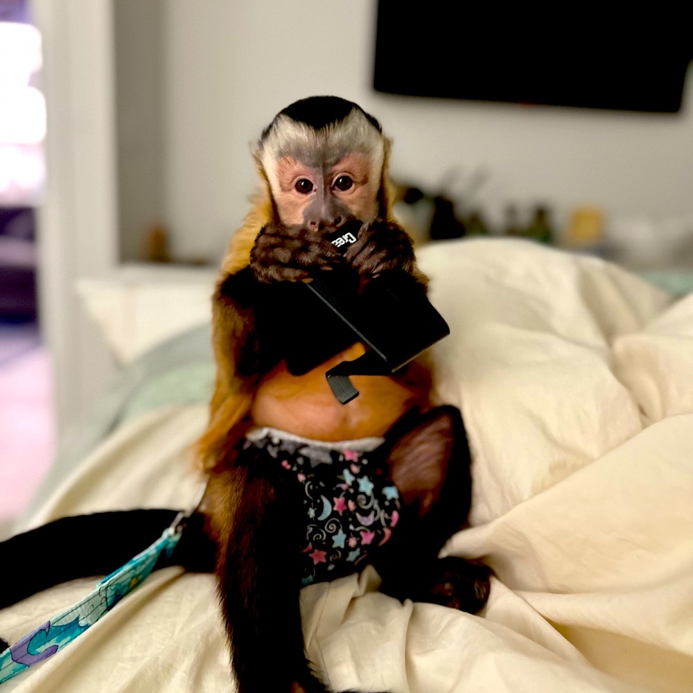Monkeymom73 is live!!! Like this listing to get notified ☀️🐵☀️🐵 - Picture 7 of 13